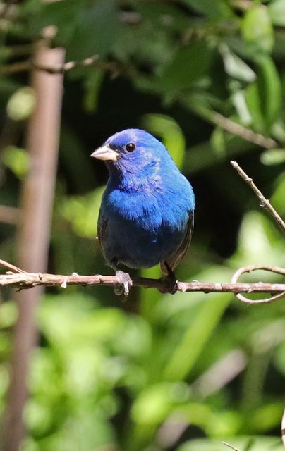 Indigo Bunting at Peveto Woods