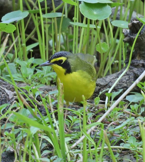 Kentucky Warbler at Peveto Woods