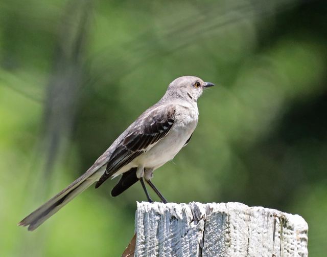 Northern Mockingbird at Peveto Woods