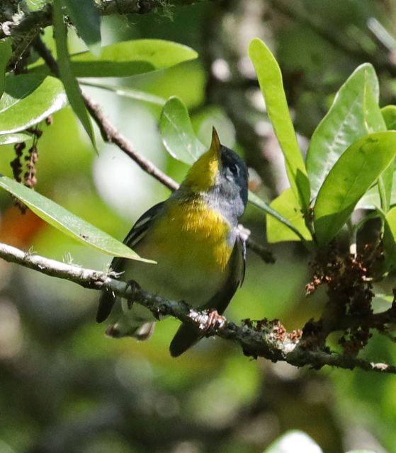 Northern Parula at Peveto Woods
