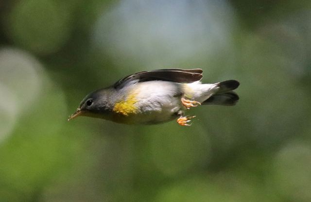 Northern Parula at Peveto Woods