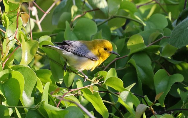 Prothonotary Warbler at Peveto Woods