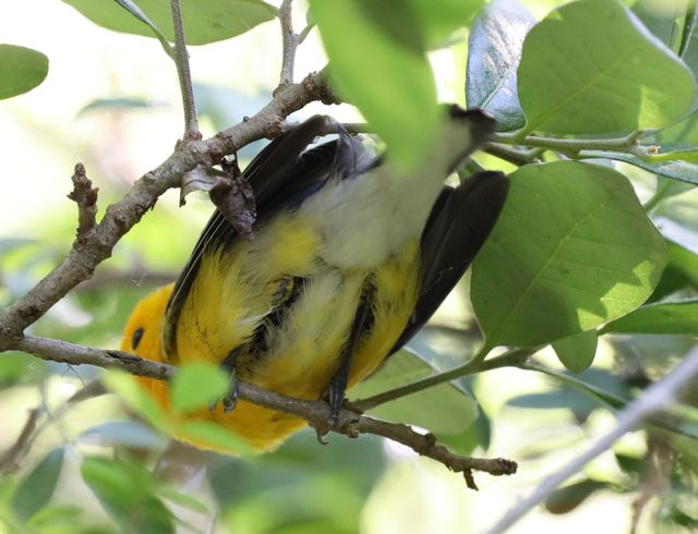 Prothonotary Warbler at Peveto Woods