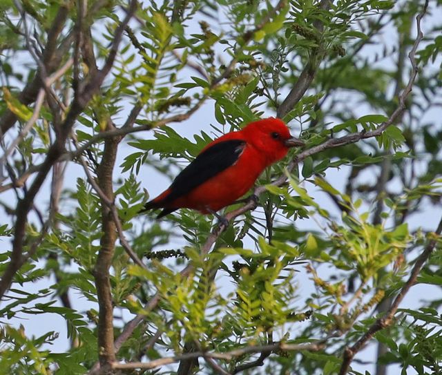 Scarlet Tanager at Peveto Woods