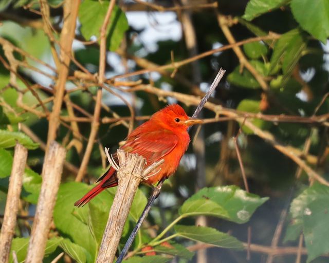 Summer Tanager at Peveto Woods