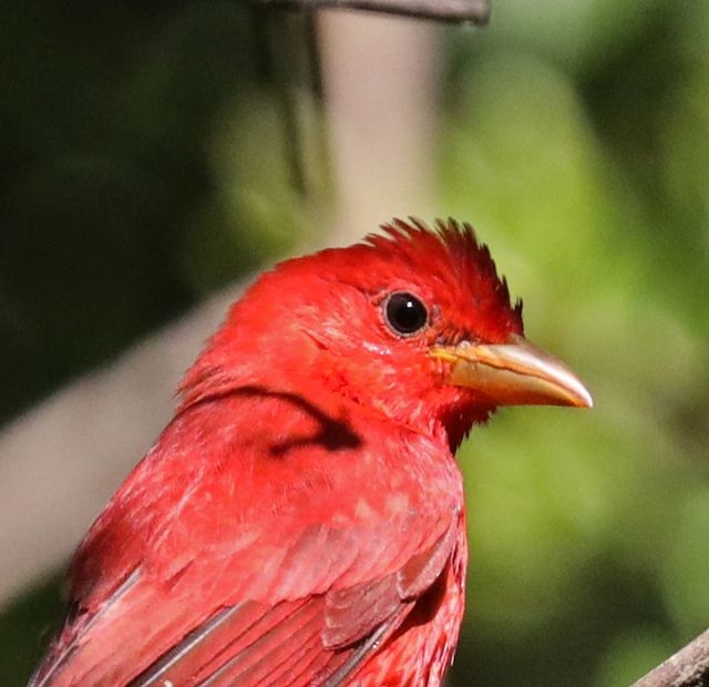 Summer Tanager at Peveto Woods