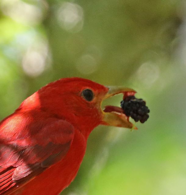 Summer Tanager at Peveto Woods