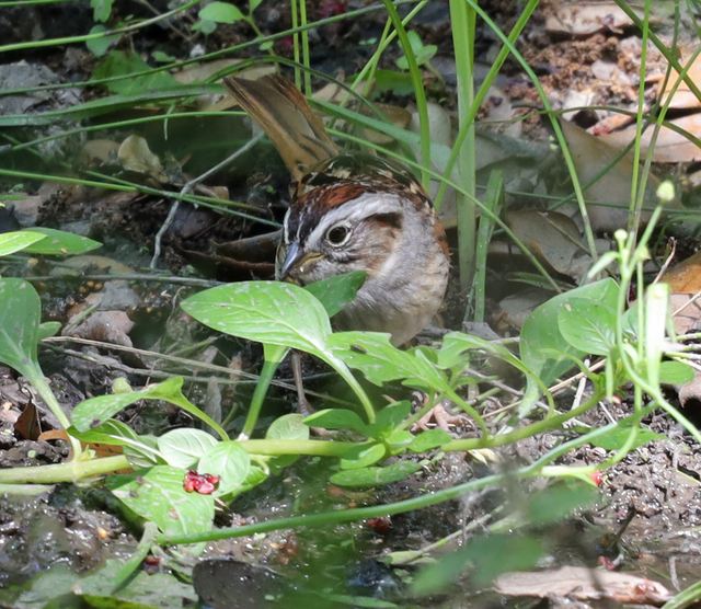 Swamp Sparrow at Peveto Woods