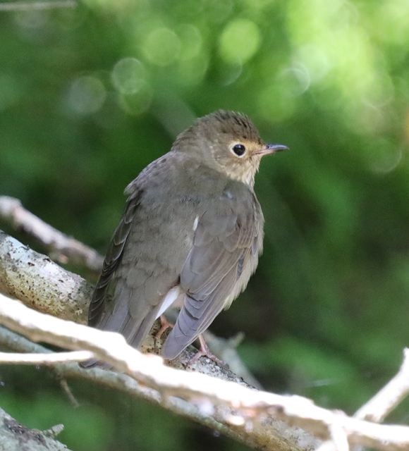 Swainson's Thrush at Peveto Woods