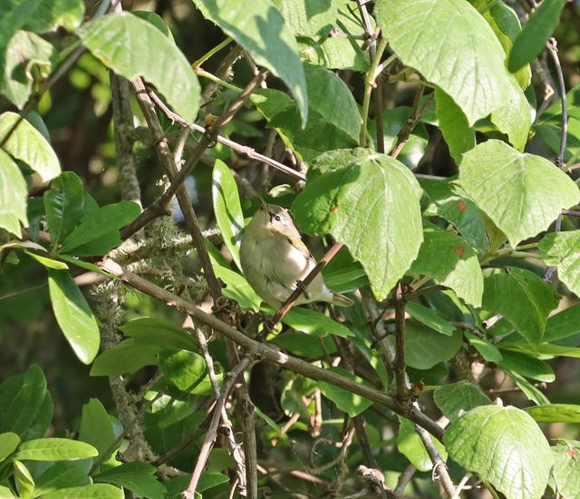 Tennessee Warbler at Peveto Woods