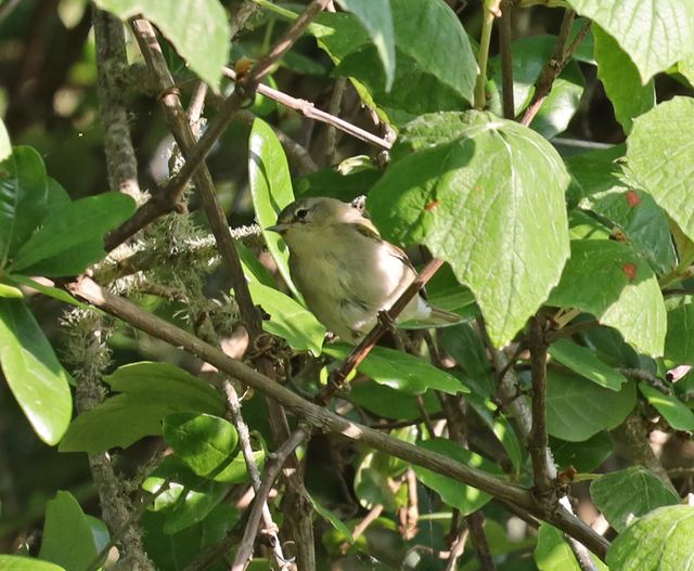 Tennessee Warbler at Peveto Woods