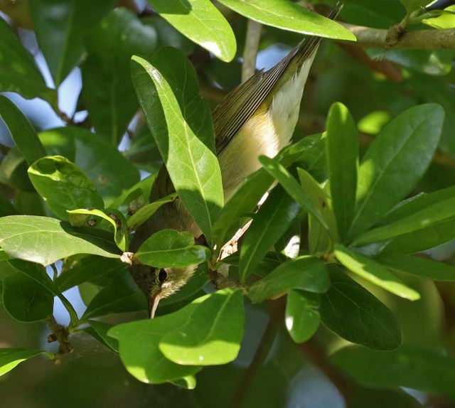 Tennessee Warbler at Peveto Woods