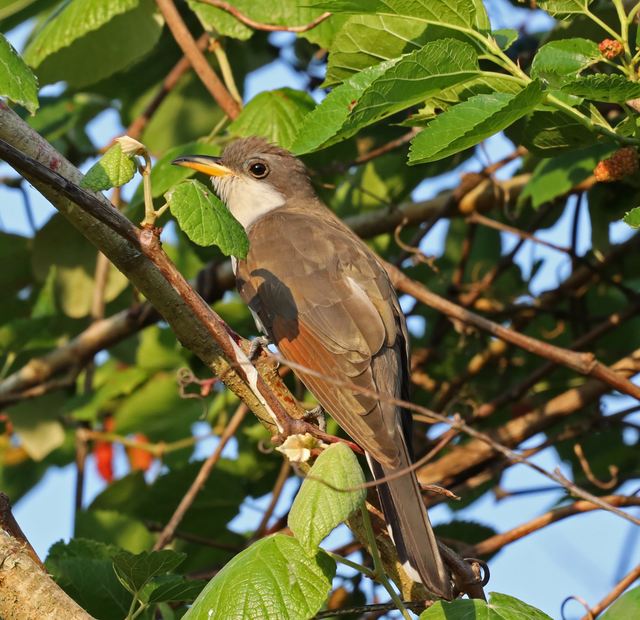 Yellow-billed Cuckoo at Peveto Woods
