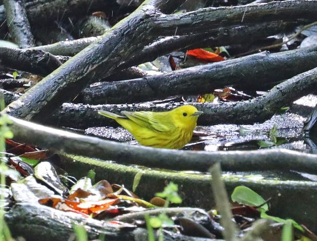 Yellow Warbler at Peveto Woods