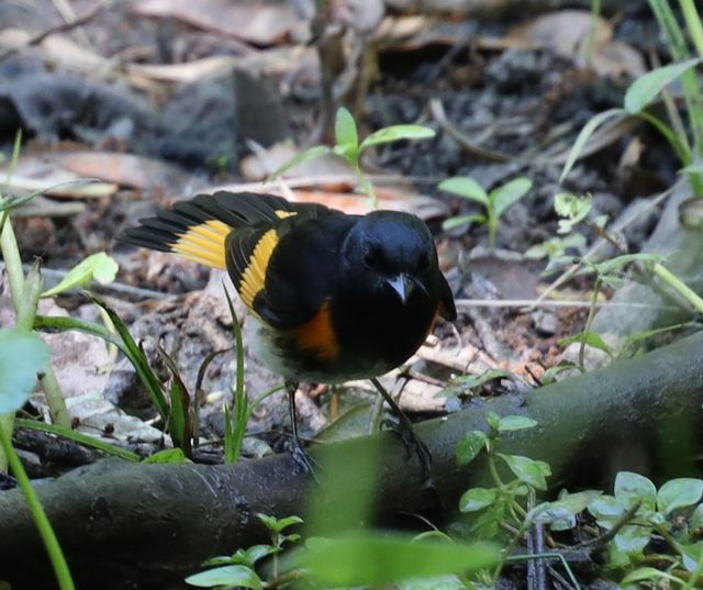 American Redstart at Peveto Woods