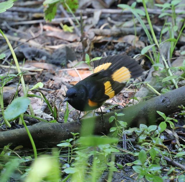 American Redstart at Peveto Woods