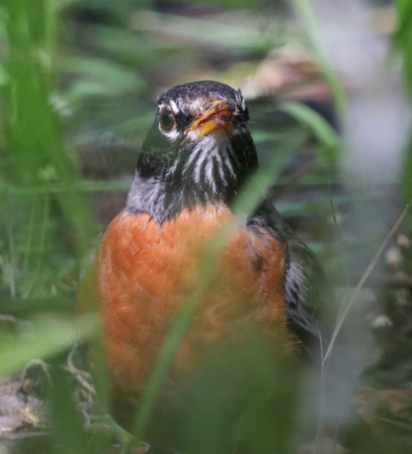 American Robin at Peveto Woods