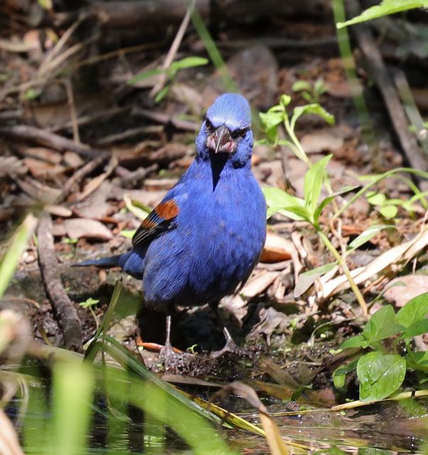 Blue Grosbeak at Peveto Woods