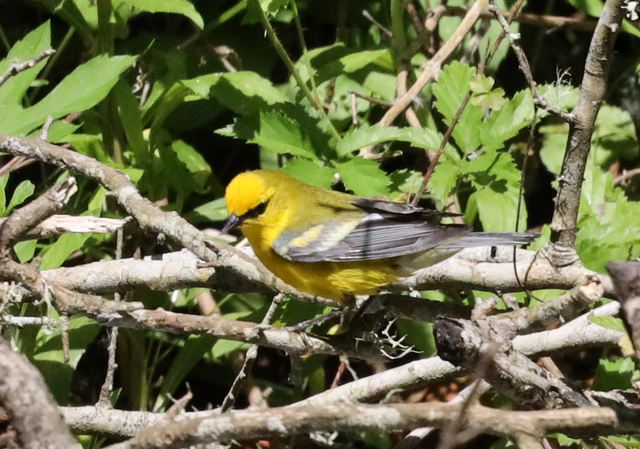 Blue-winged Warbler at Peveto Woods