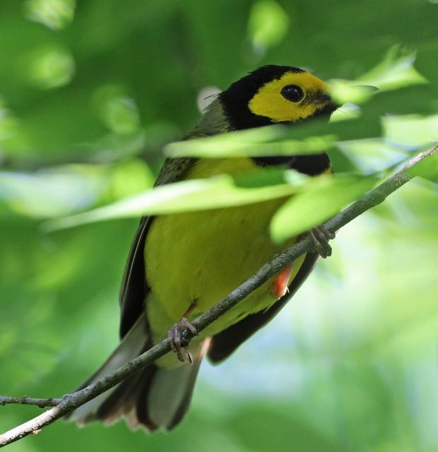 Hooded Warbler at Peveto Woods