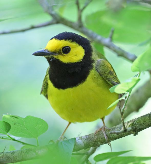 Hooded Warbler at Peveto Woods