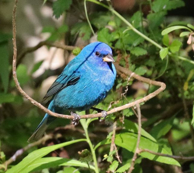 Indigo Bunting at Peveto Woods