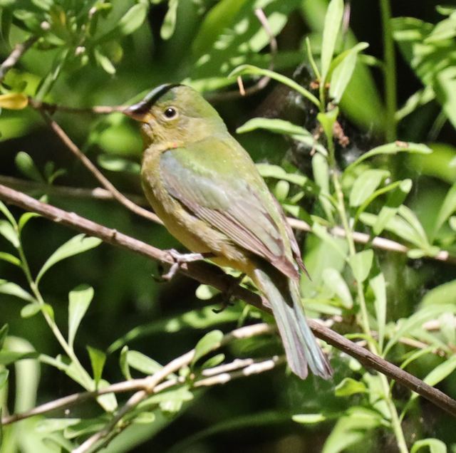 Painted Bunting at Peveto Woods