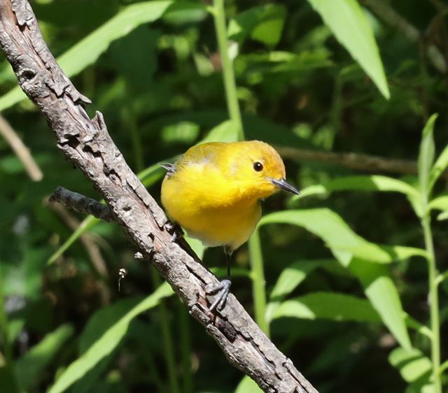 Prothonotary Warbler at Peveto Woods