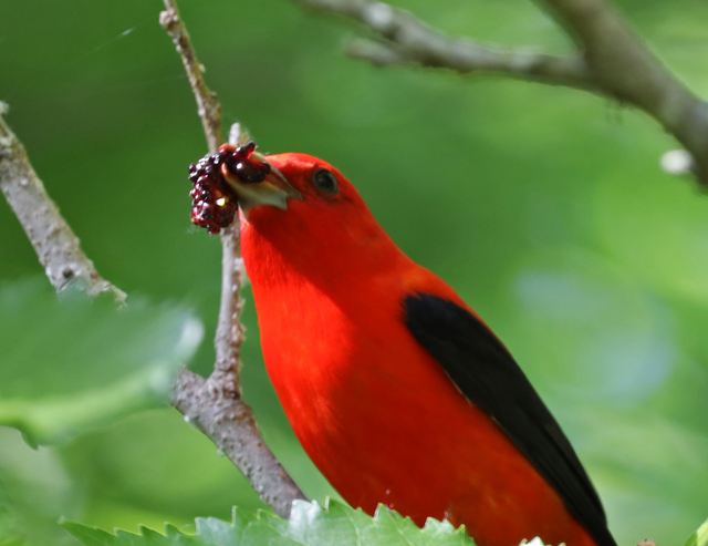 Scarlet Tanager at Peveto Woods