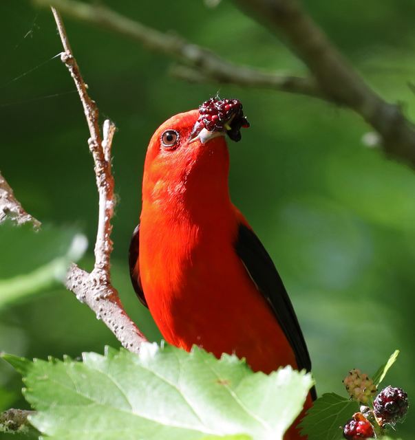 Scarlet Tanager at Peveto Woods