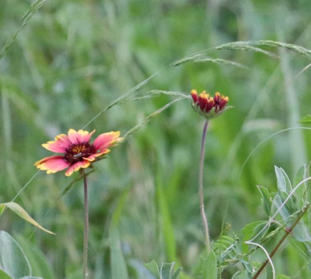 Blanket flowers at Peveto Woods