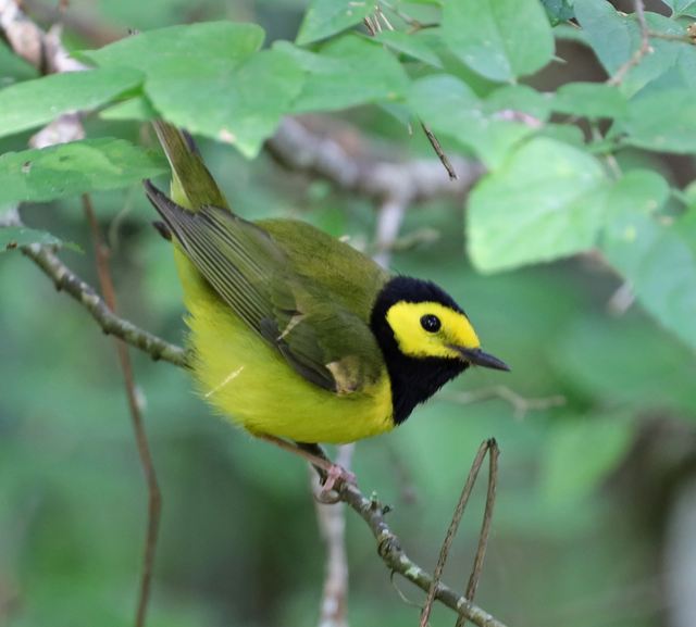 Hooded Warbler at Peveto Woods