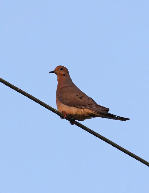 Mourning Dove at Peveto Woods