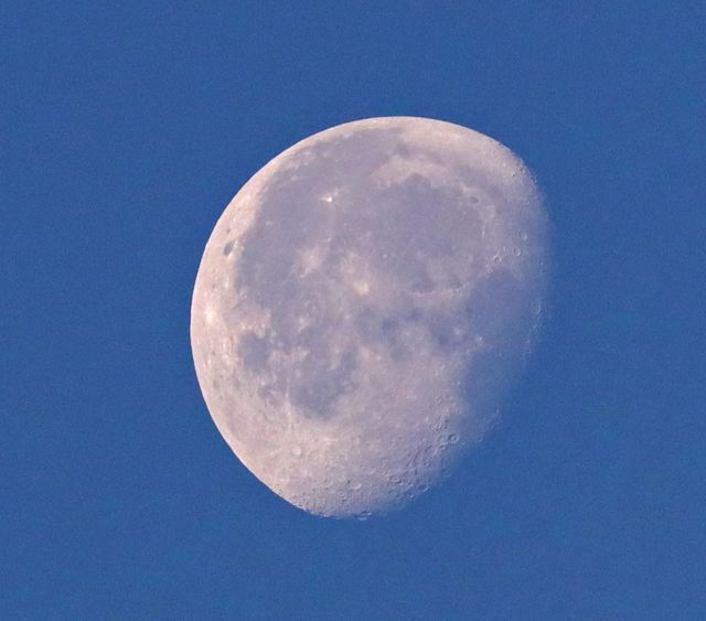 Moon over Peveto Woods at Peveto Woods