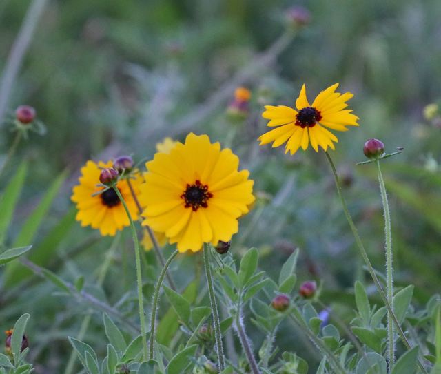 Tickseed flowers at Peveto Woods