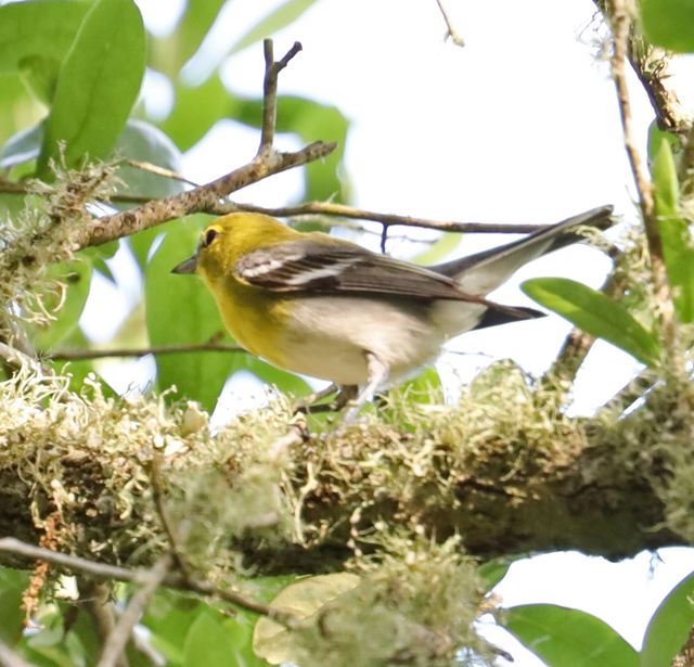 Yellow-throated Vireo at Peveto Woods