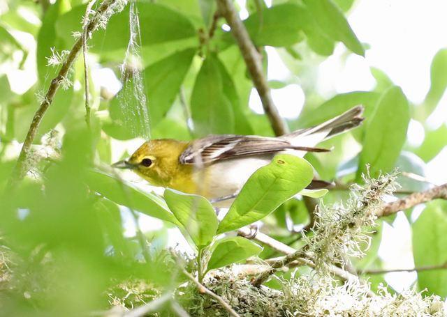 Yellow-throated Vireo at Peveto Woods