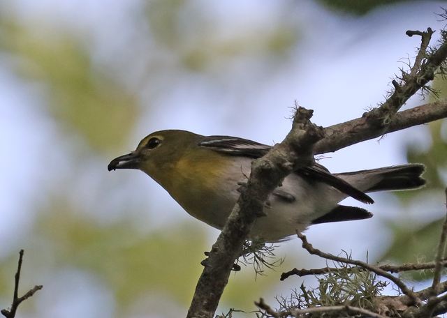 Yellow-throated Vireo at Peveto Woods