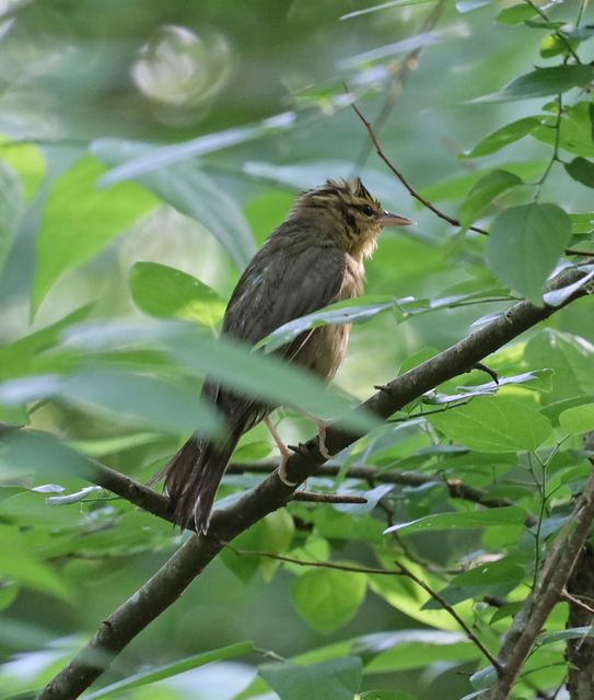 Worm-eating Warbler at Peveto Woods