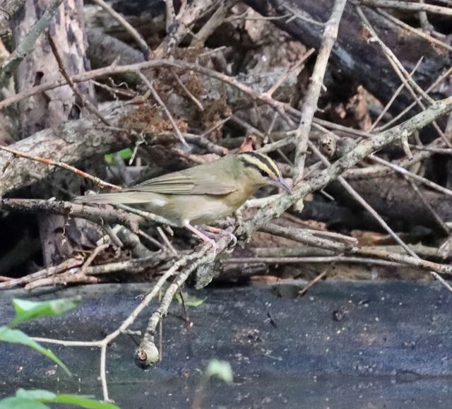 Worm-eating Warbler at Peveto Woods