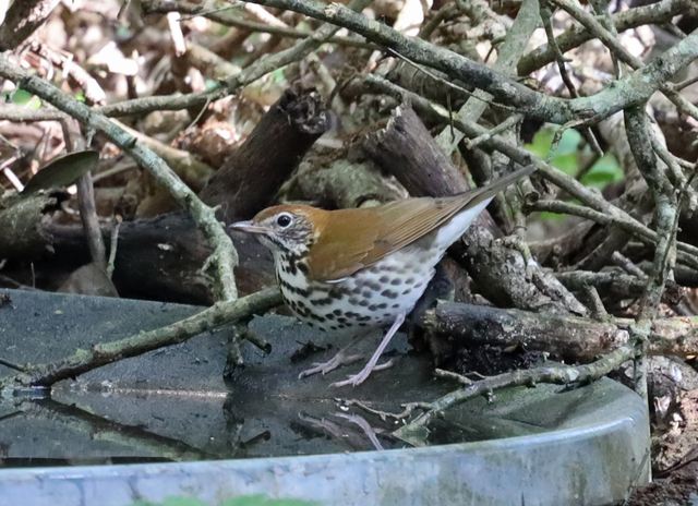 Wood Thrush at Peveto Woods