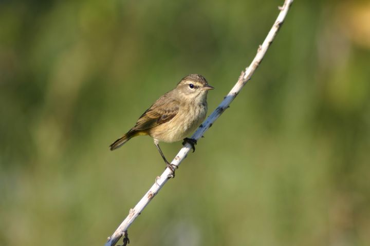 Palm Warbler photographed at Florida in 2004