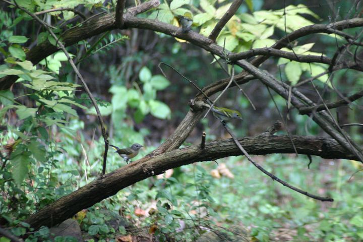 American Redstart and Chestnut-sided Warbler photographed at Holston Hills Road, Knoxville, Tennessee in 2005