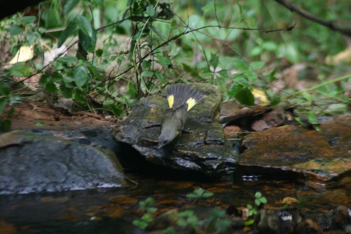 American Redstart photographed at Holston Hills Road, Knoxville, Tennessee in 2005