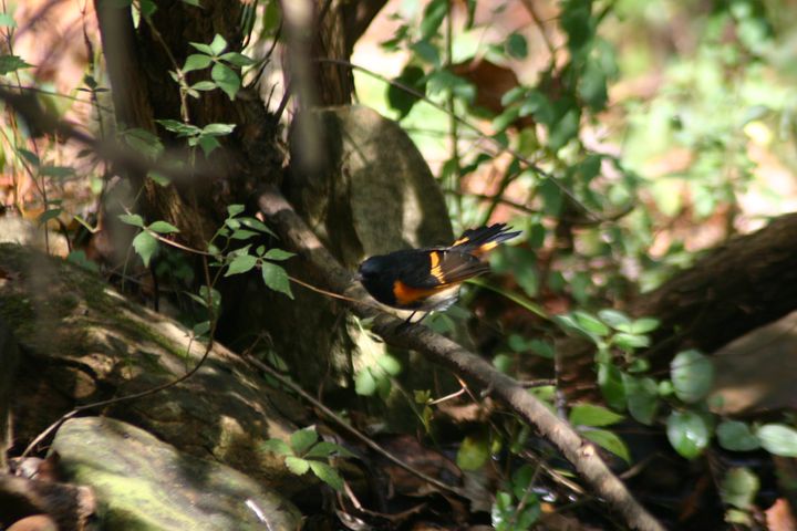 American Redstart photographed at Holston Hills Road, Knoxville, Tennessee in 2005