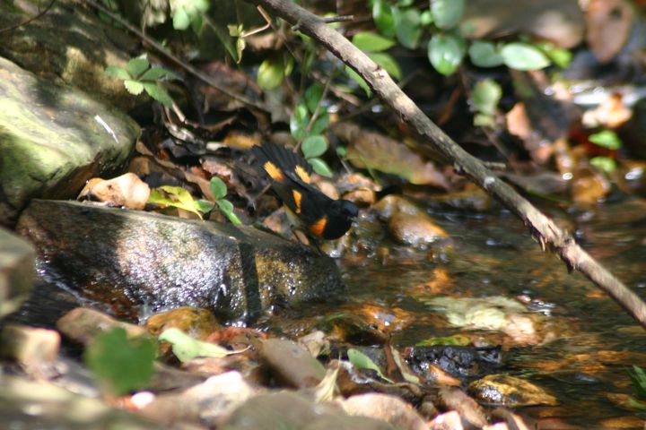 American Redstart photographed at Holston Hills Road, Knoxville, Tennessee in 2005