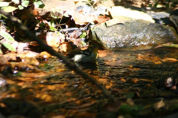 Blackburnian Warbler photographed at Holston Hills Road, Knoxville, Tennessee in 2005
