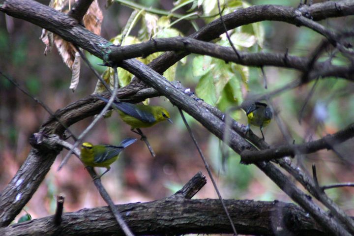 Blue-winged Warbler photographed at Holston Hills Road, Knoxville, Tennessee in 2005