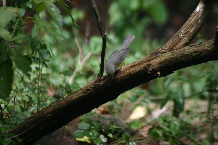 Canada Warbler photographed at Holston Hills Road, Knoxville, Tennessee in 2005