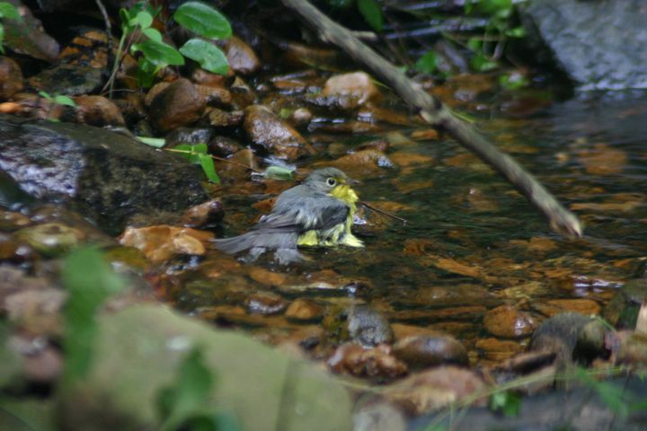 Canada Warbler photographed at Holston Hills Road, Knoxville, Tennessee in 2005